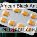 African Black Ant cialis3